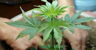 Exploring the Unique Flavor Profiles of Lemon Weed Strains