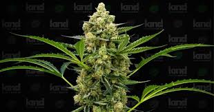 Exploring the Unique Flavor Profiles of Lemon Weed Strains