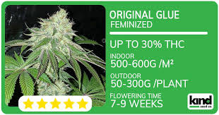 Exploring the Unique Flavor Profiles of Lemon Weed Strains